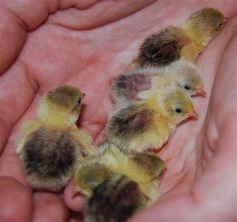 Chicks hatch the. . Button quail for sale